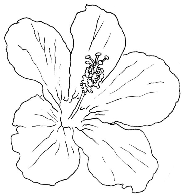 600x632 Hibiscus Sketch Tattoo - Hibiscus Tattoo Sketch