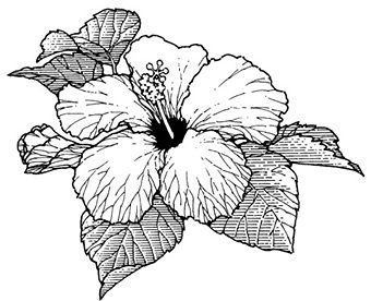 340x276 Hibiscus Black And White Tattoos - Hibiscus Tattoo Sketch