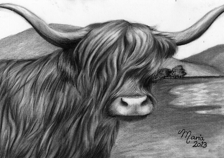 720x508 Highland Cow - Highland Cow Sketch