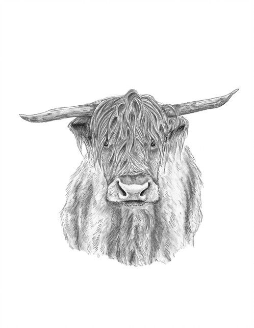 Highland Cow Sketch at PaintingValley.com | Explore collection of ...