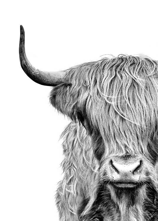 Highland Cow Sketch at Explore collection of