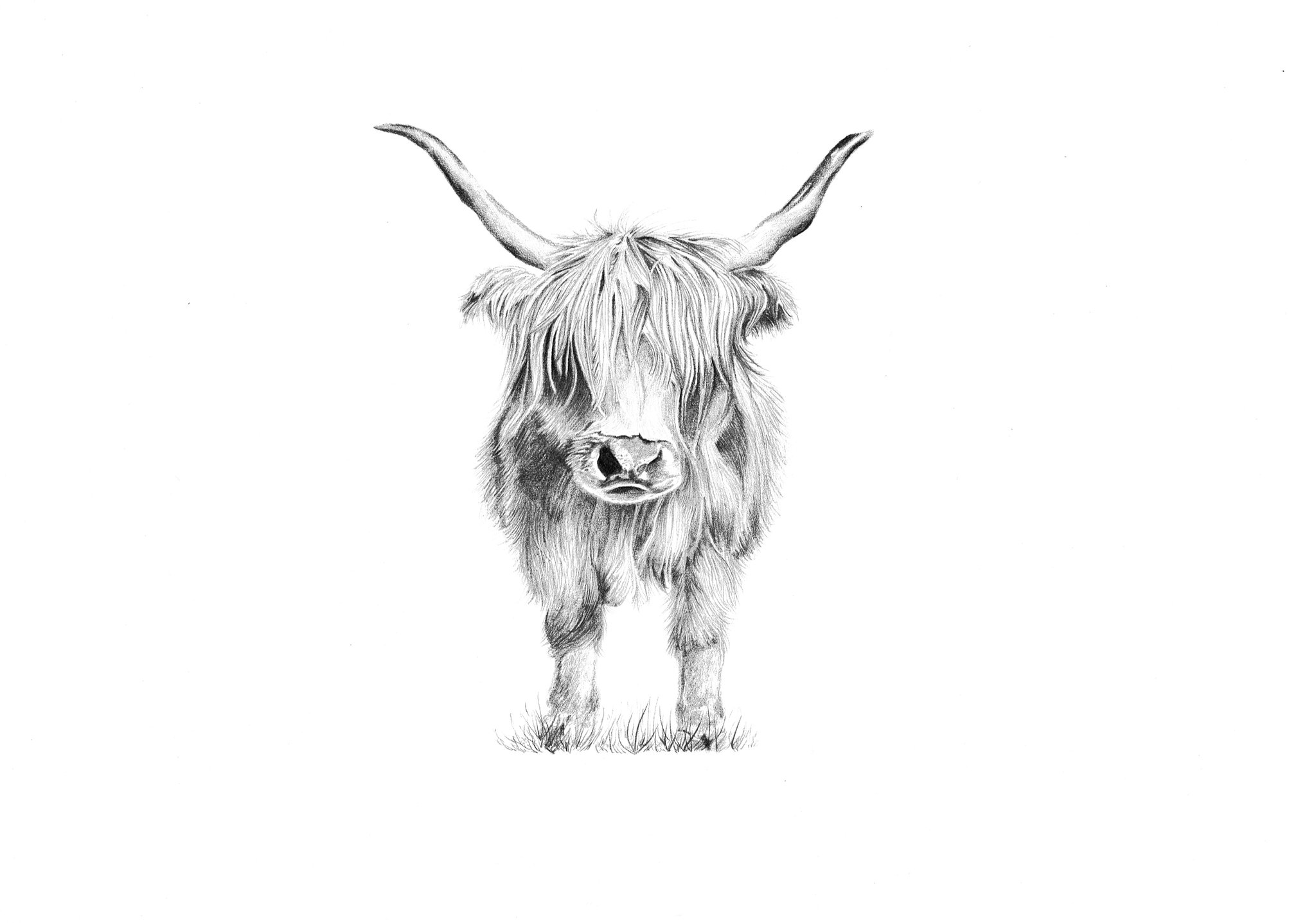 2048x1437 Douglas - Highland Cow Sketch