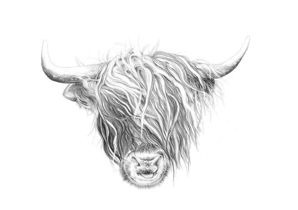 1024x724 Highland Cow Leden Design - Highland Cow Sketch