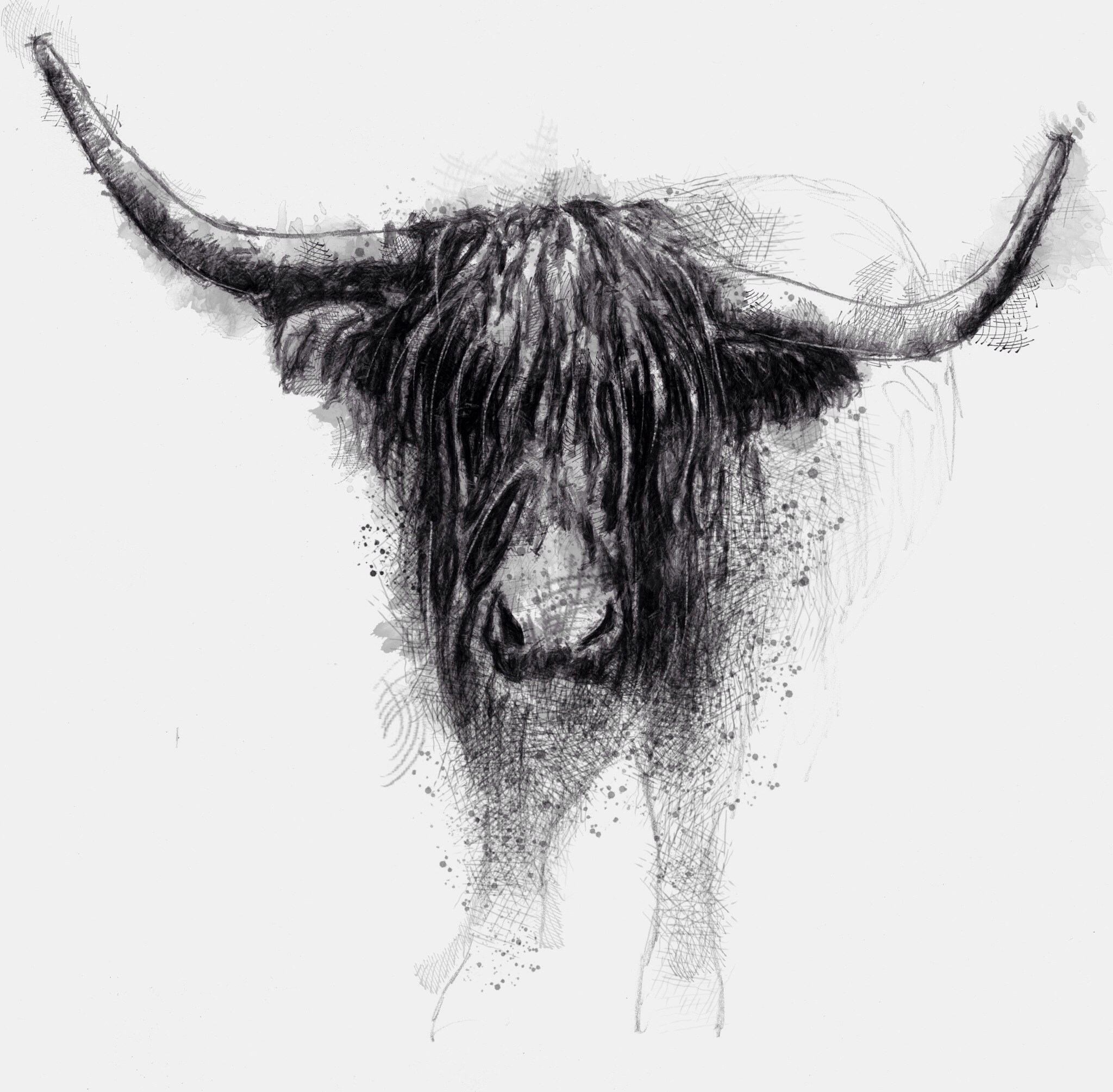 2048x2010 Highland Cattle - Highland Cow Sketch