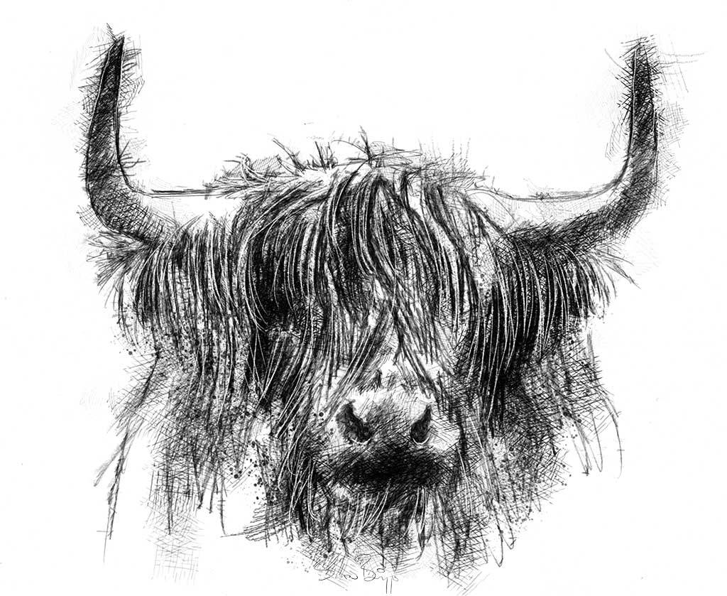 1024x839 Highland Cow Seanbriggs - Highland Cow Sketch