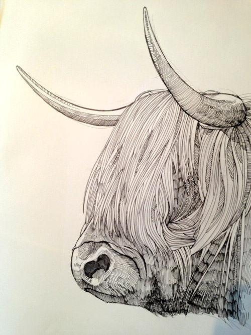500x667 Highland Cow. Point Five Pencil - Highland Cow Sketch