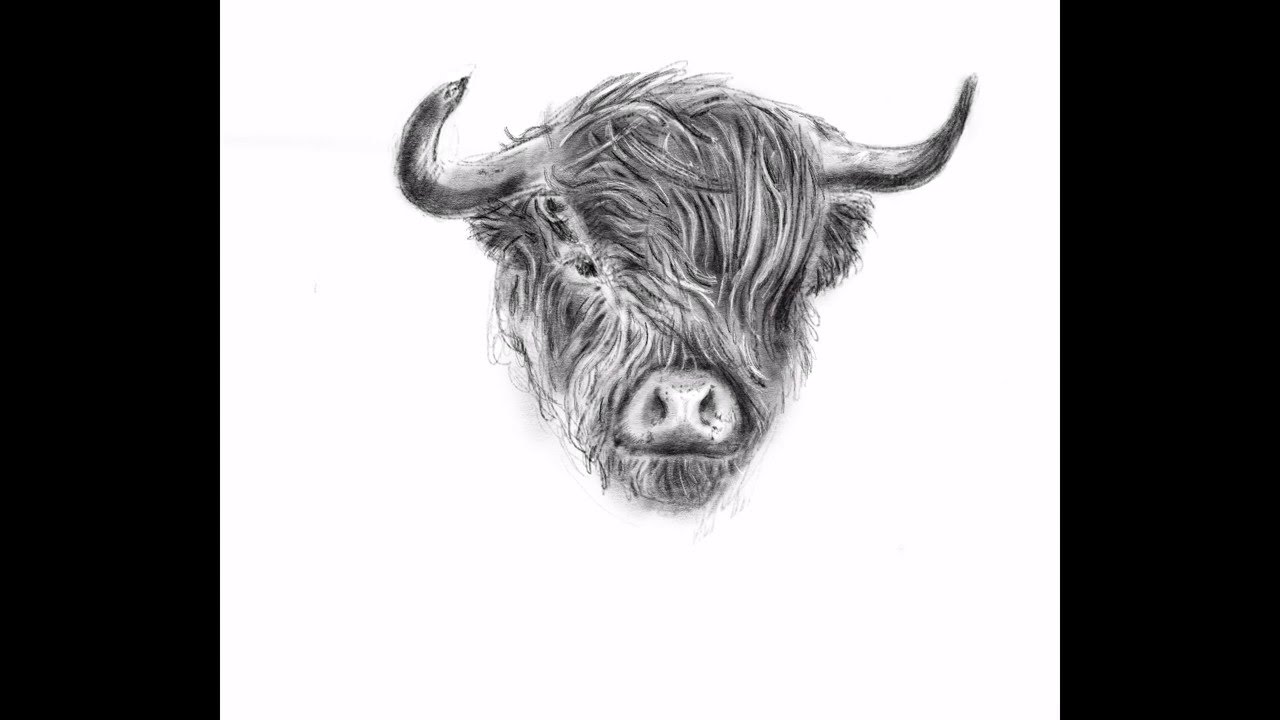 1280x720 Speed Drawing - Highland Cow Sketch