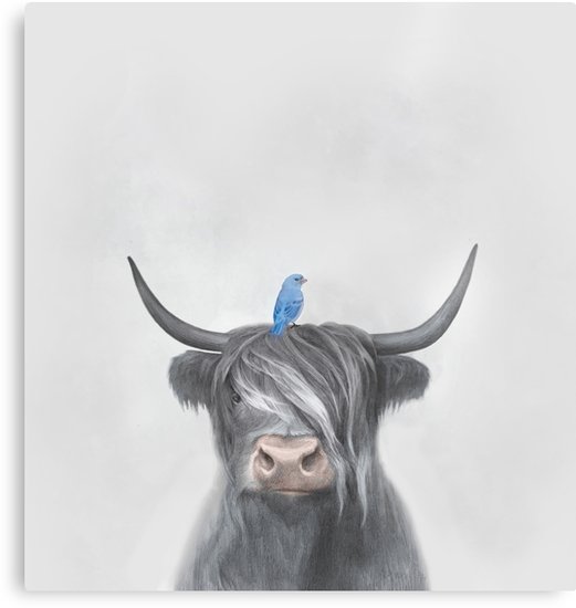 521x550 Hairy Coo, Scottish Cow And Blue Bird On Its Head, Highland Cow - Highland Cow Sketch