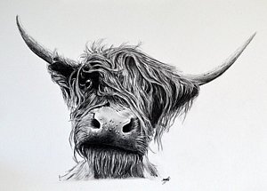 300x215 Highland Cattle Drawings Fine Art America - Highland Cow Sketch