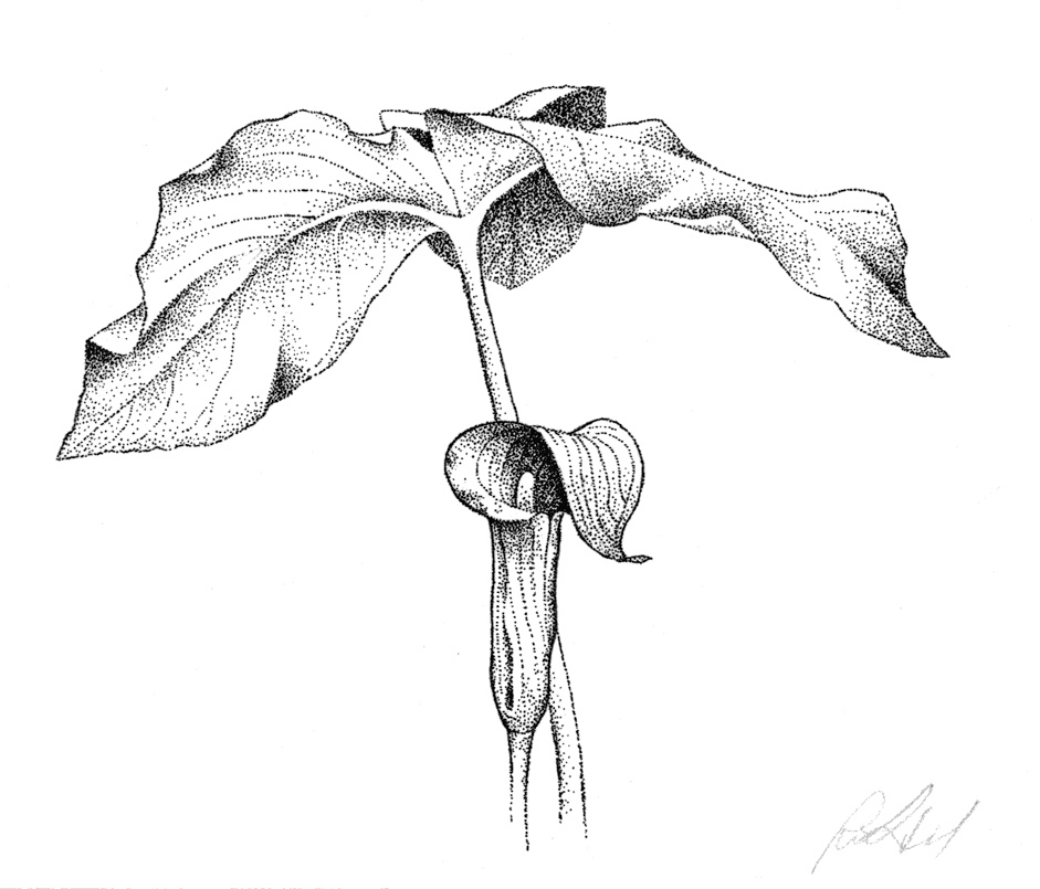 941x805 Kentucky Department Of Fish Amp Wildlife Rick Hill Sketches - Hill Sketch