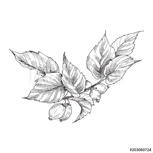 500x500 Hip Rose Buds, Berry And Branches. Vintage Botanical Engraved - Hip Sketch