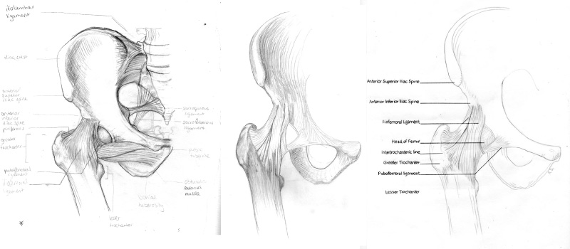 800x350 Kelly Speck - Hip Sketch