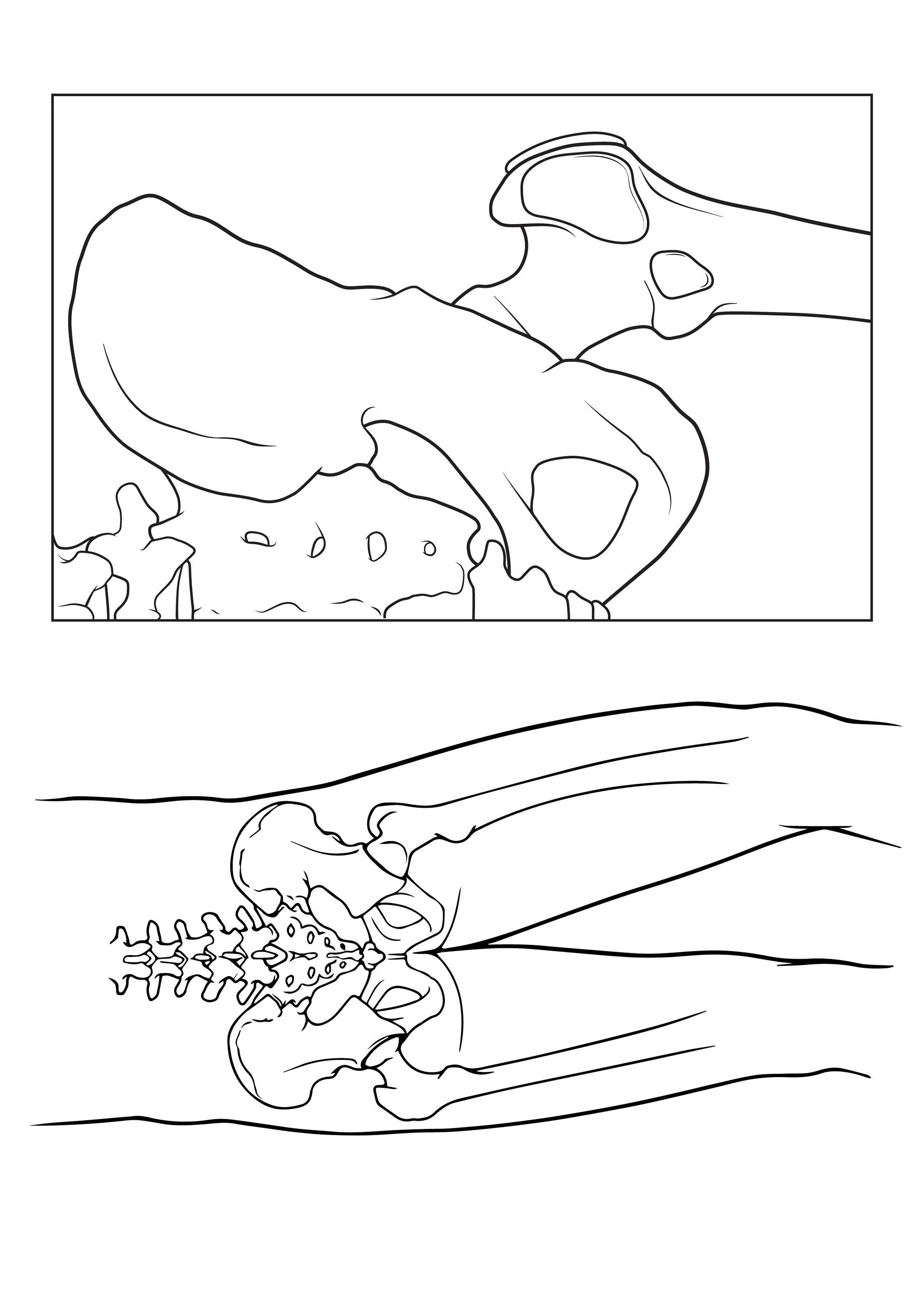 2100x2940 The Hip Joint Anatomy Sketch - Hip Sketch