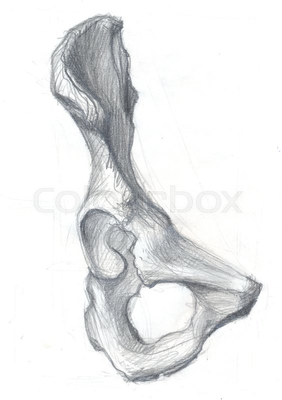 563x799 Hand Drawn Illustration Of The Hip Bone, Original Artistic Pencil - Hip Sketch