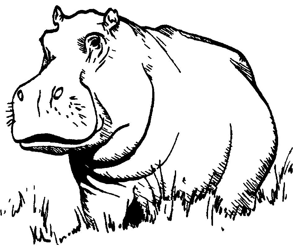 945x797 Collection Of Drawing Of A Hippopotamus High Quality, Free - Hippo Sketch