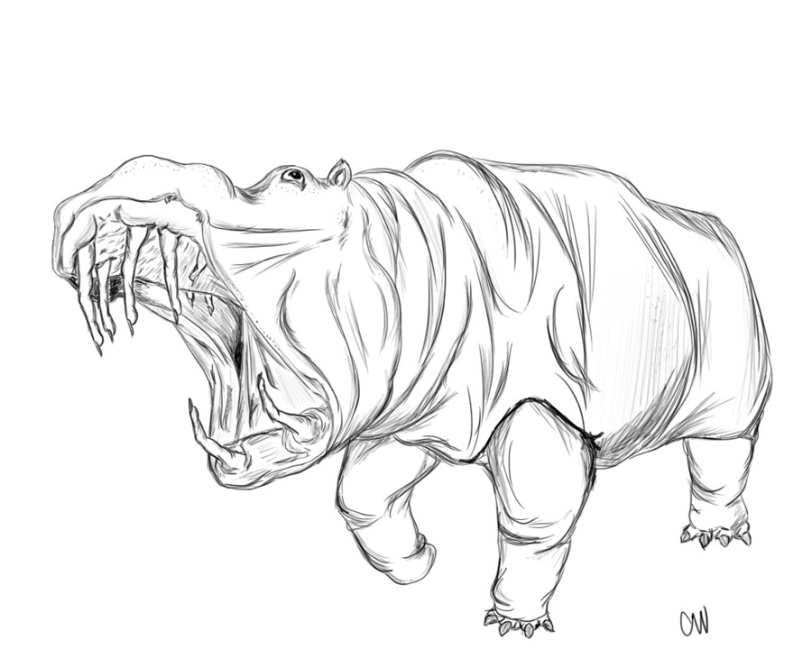 900x720 Hippo Sketch By Magnoliamonster D4x4c32 - Hippo Sketch
