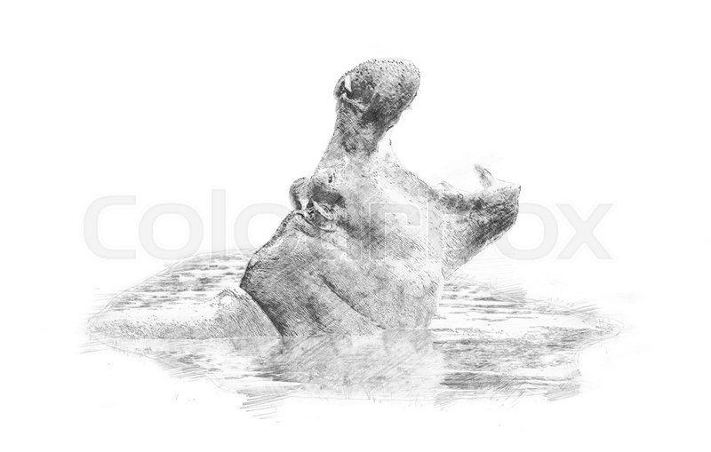 800x509 Hippo. Black And White Sketch With Pencil Stock Photo Colourbox - Hippo Sketch