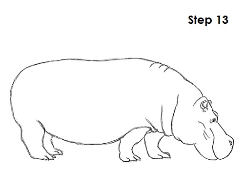 500x386 How To Draw A Hippopotamus - Hippo Sketch