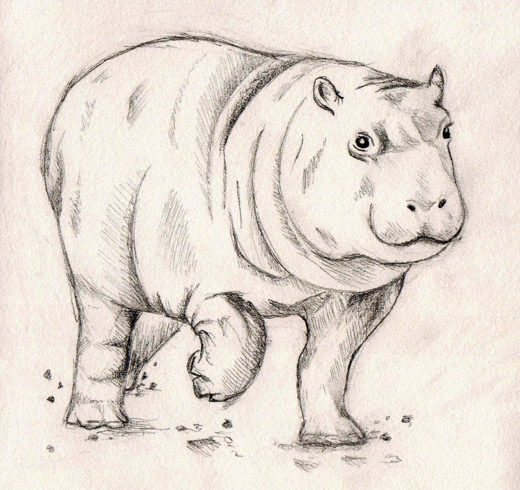 Hippo Sketch At Paintingvalley.com 