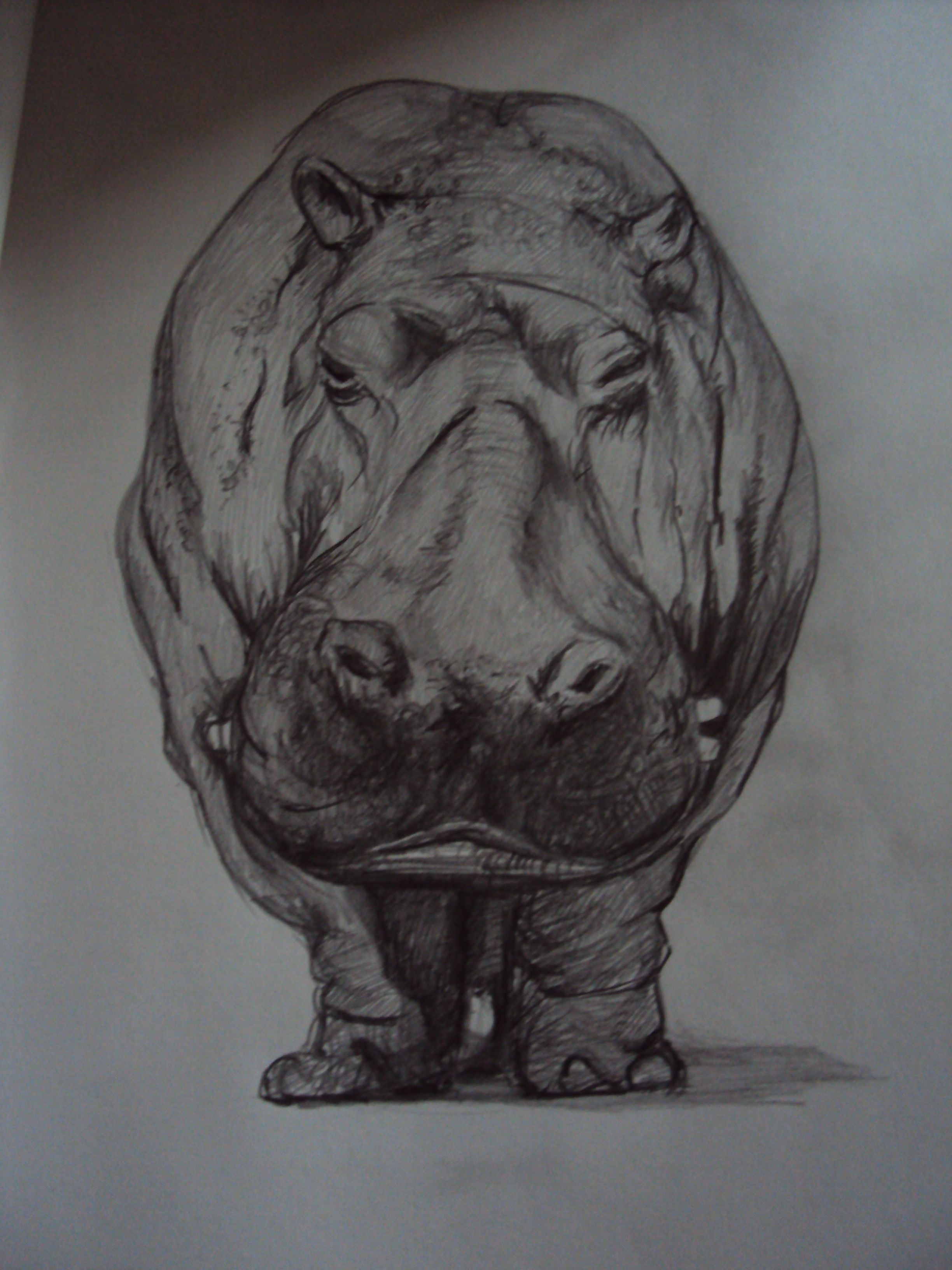 2448x3264 Hippo Drawing Tiger Love Drawings, Hippo Drawing - Hippopotamus Sketch