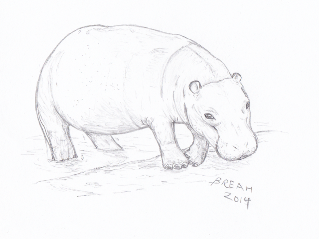 640x480 Hippo Sketch Art By Breah - Hippopotamus Sketch
