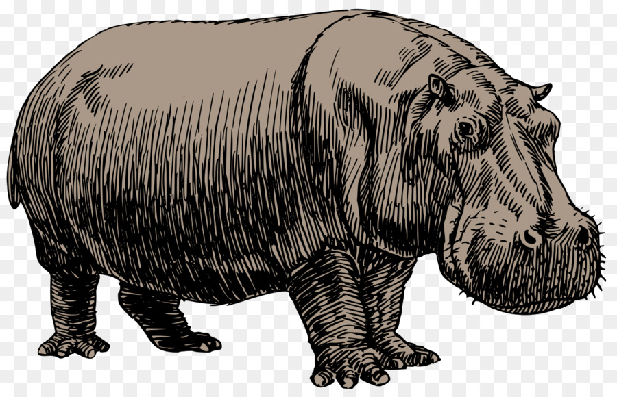 900x580 Hippopotamus Drawing Sketch - Hippopotamus Sketch