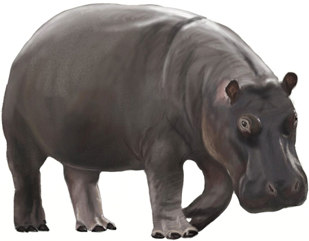 450x352 How To Draw A Hippopotamus - Hippopotamus Sketch