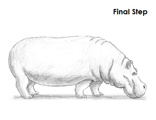 500x386 How To Draw A Hippopotamus - Hippopotamus Sketch
