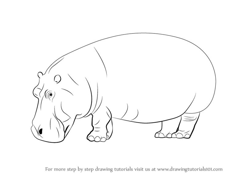 800x566 Learn How To Draw A Hippopotamus (Wild Animals) Step By Step - Hippopotamus Sketch