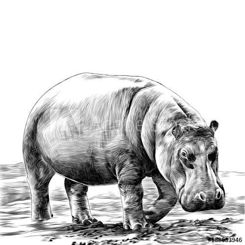 Hippopotamus Sketch at Explore collection of