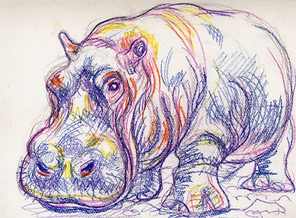 590x436 Drawn Rhino Hippo - Hippopotamus Sketch