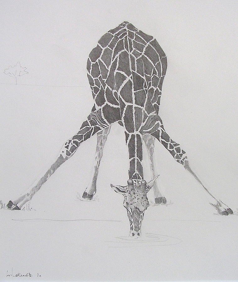 758x900 At The Water Hole Drawing By William Lorimer - Hole Sketch