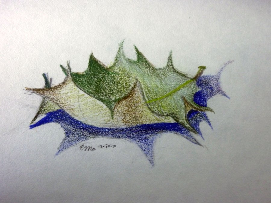 900x675 Holly Leaf By Shewhosoars - Holly Leaf Sketch