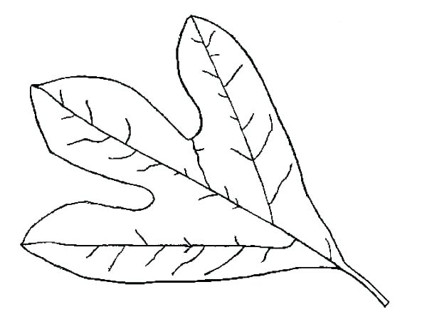 600x462 Holly Leaves Coloring Pages Leaf - Holly Leaf Sketch