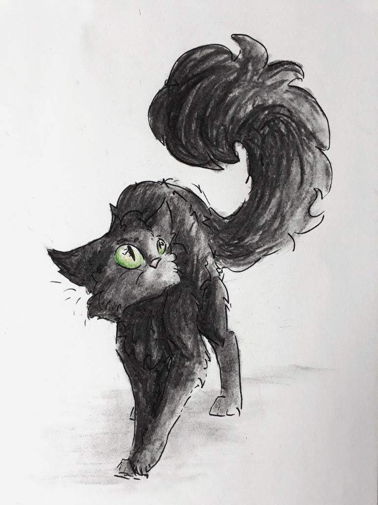 768x1024 Hollyleaf [Charcoal Drawing] Warriors Amino - Holly Leaf Sketch