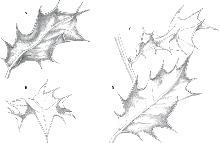 700x457 How To Paint And Draw Holly For Christmas Cards With Judith Milne - Holly Leaf Sketch