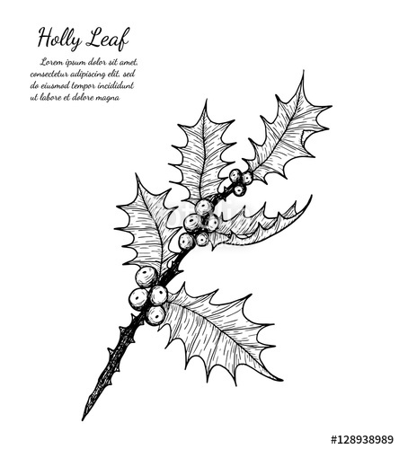 Holly Leaf Sketch At Explore Collection Of Holly