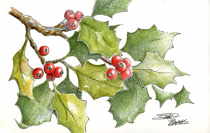 713x453 Sbwatercolors And Sketching Holly Leaves Pen And Ink Plus Watercolor - Holly Leaf Sketch