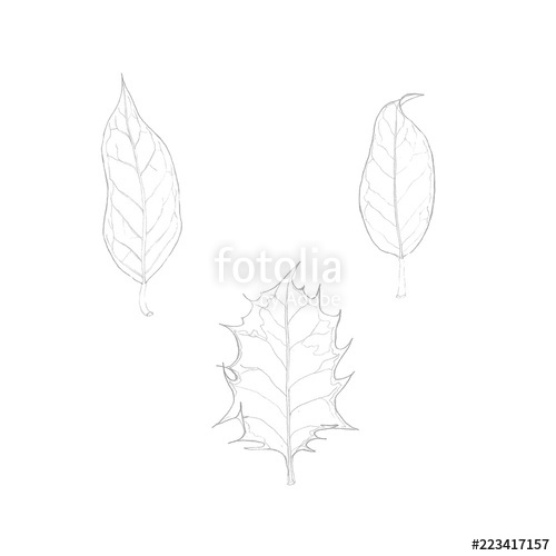 500x500 Hand Drawn Illustrations. Linear Drawing Of Christmas Holly Leaves - Holly Leaf Sketch