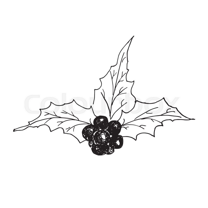 800x800 Holly Leaves And Berries Hand Drawn Icon, Outline Sketch Doodle - Holly Sketch