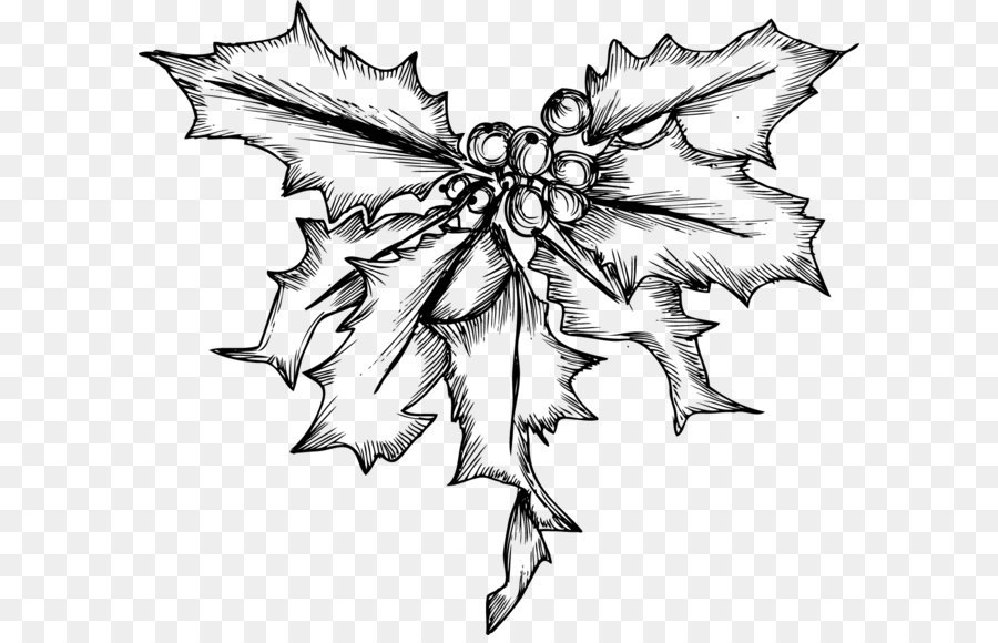 900x580 Holly Mistletoe Christmas Illustration - Holly Sketch