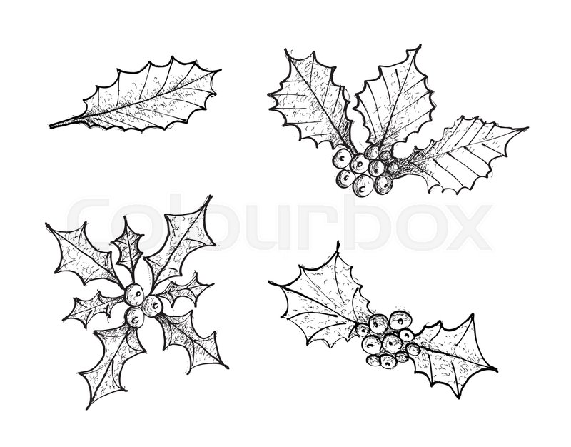 800x626 Illustration Hand Drawn Sketch Collection Of Holly Berries And - Holly Sketch