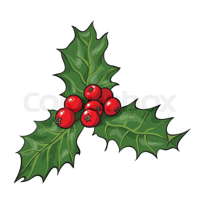 800x800 Mistletoe Branch With Leaves And Berries, Holly Berry Christmas - Holly Sketch