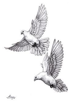 236x333 Drawn Turtle Dove Holy Spirit - Holy Spirit Sketch