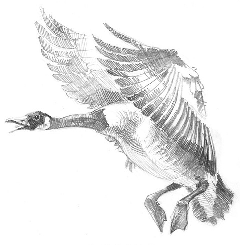 480x490 The Church - Holy Spirit Sketch