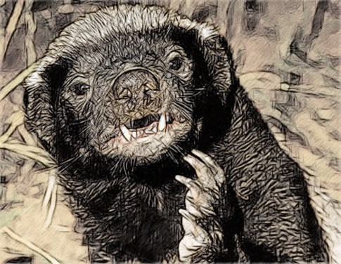 485x376 Honey Badger - Honey Badger Sketch