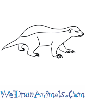 300x350 How To Draw A Honey Badger - Honey Badger Sketch