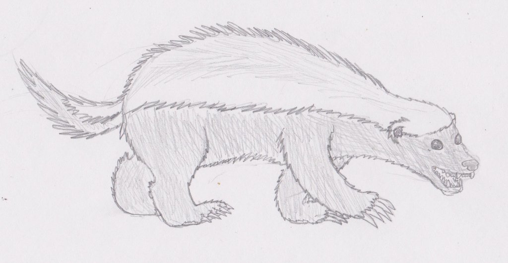 1024x531 Quick Sketch Of A Honey Badger By Suspiciousopossum - Honey Badger Sketch