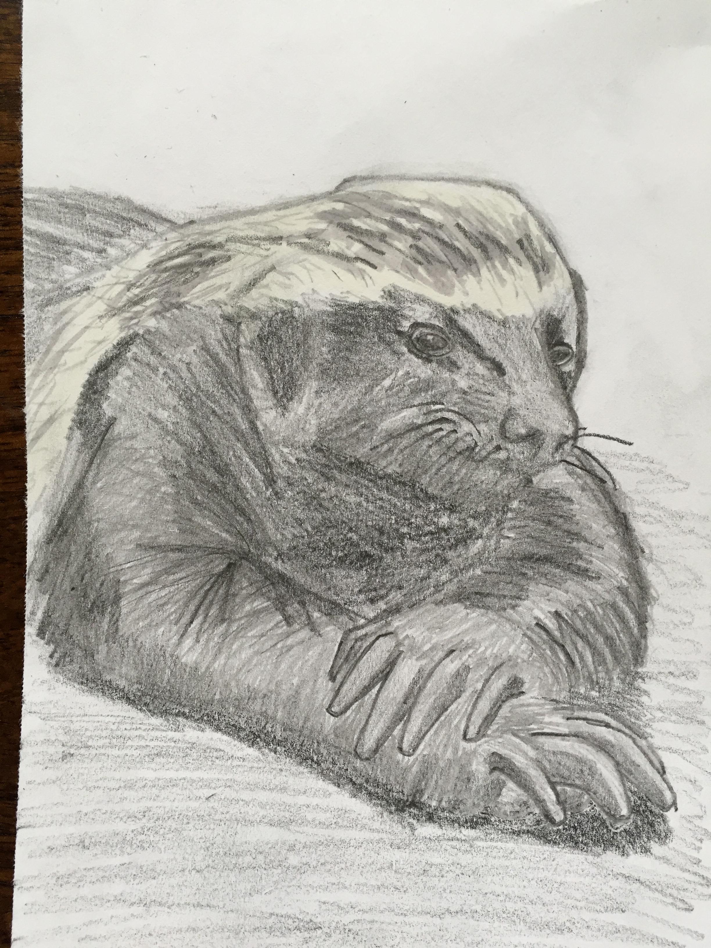 2448x3264 Sketch 6 Honey Badger - Honey Badger Sketch