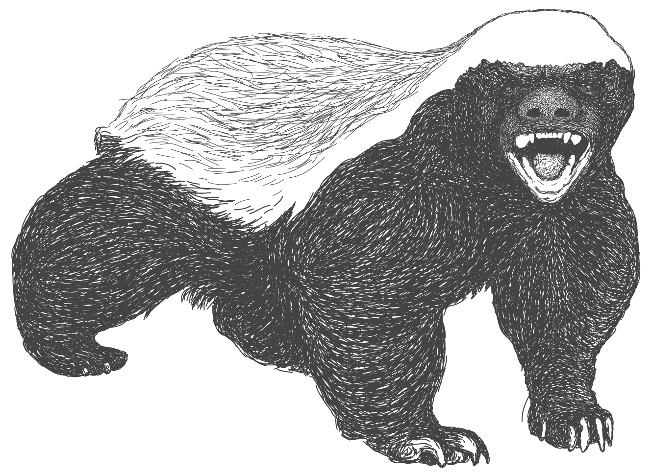 Honey Badger Sketch at Explore collection of Honey